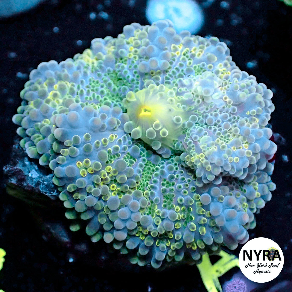 NYRA Techno Wave Yuma Mushroom L Size