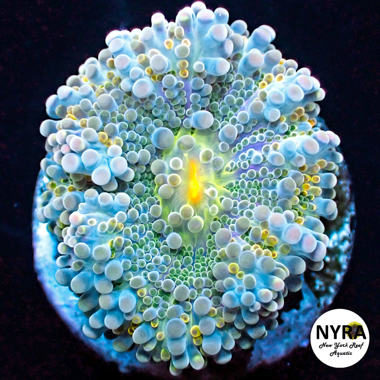 NYRA Techno Wave Yuma M Size