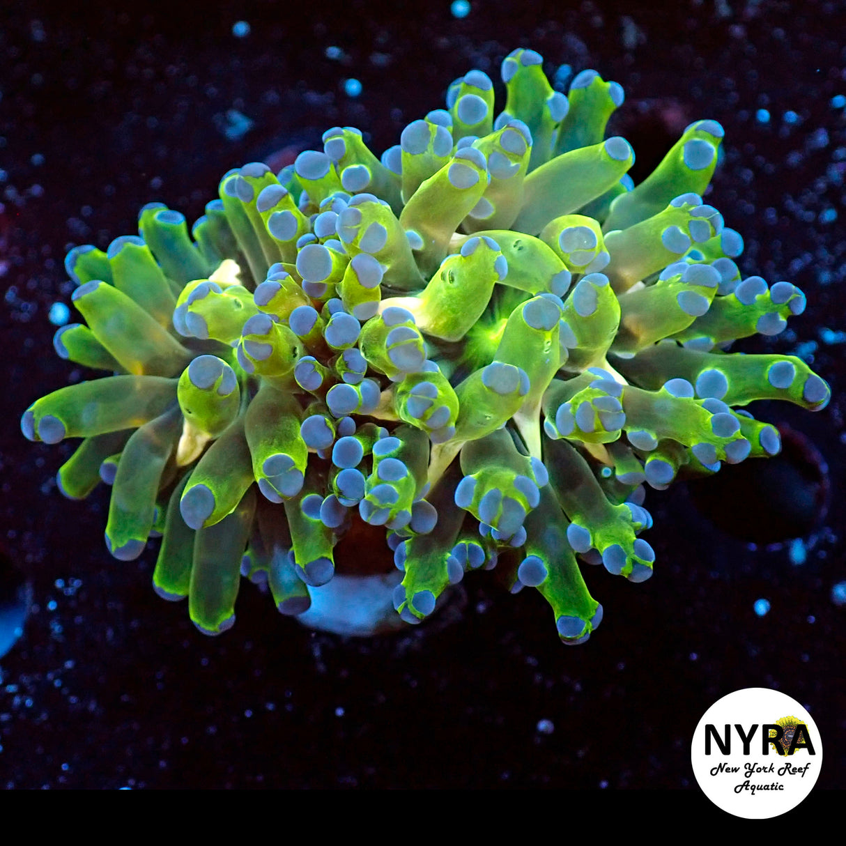 NYRA The Exodus Special Octospawn 1 Head