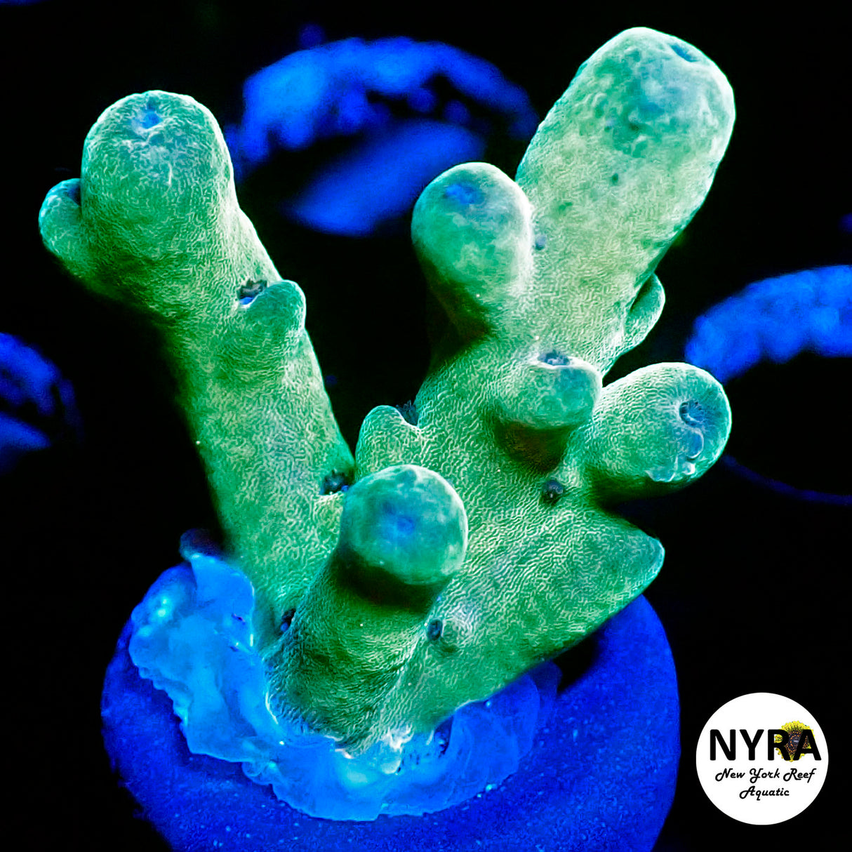 NYRA Granny Smith Acropora (L11)