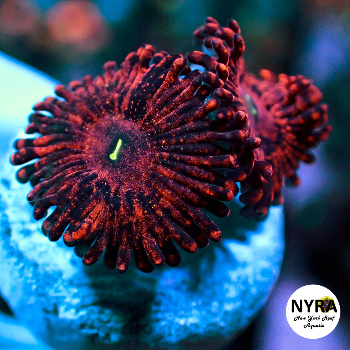NYRA The Punisher Zoanthid