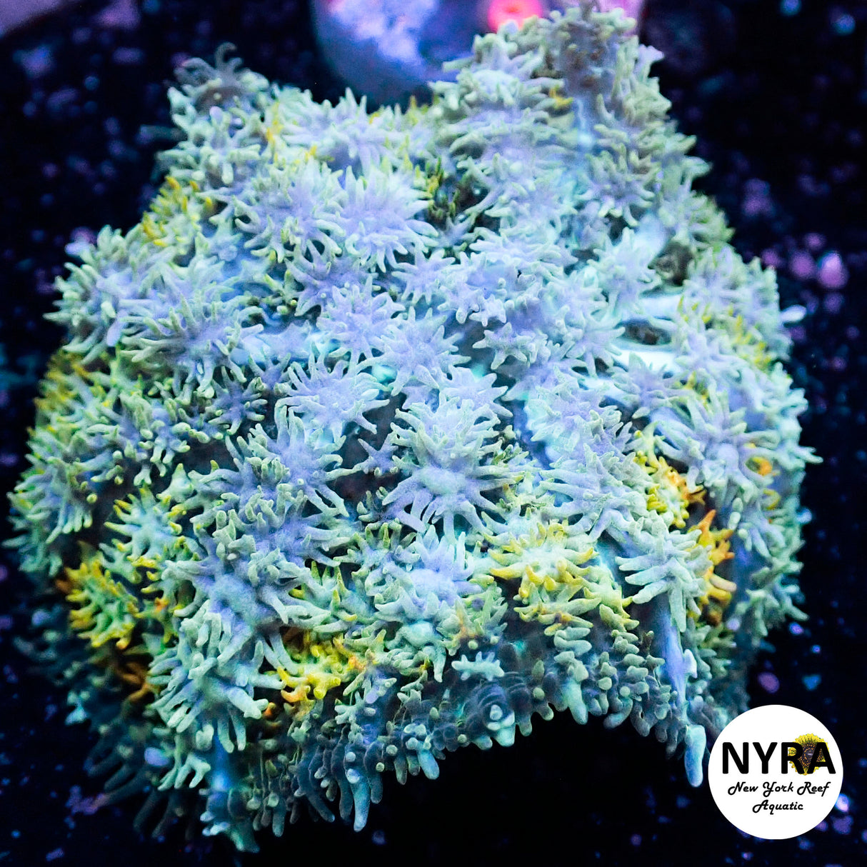 NYRA The Savior Bounce Mushroom