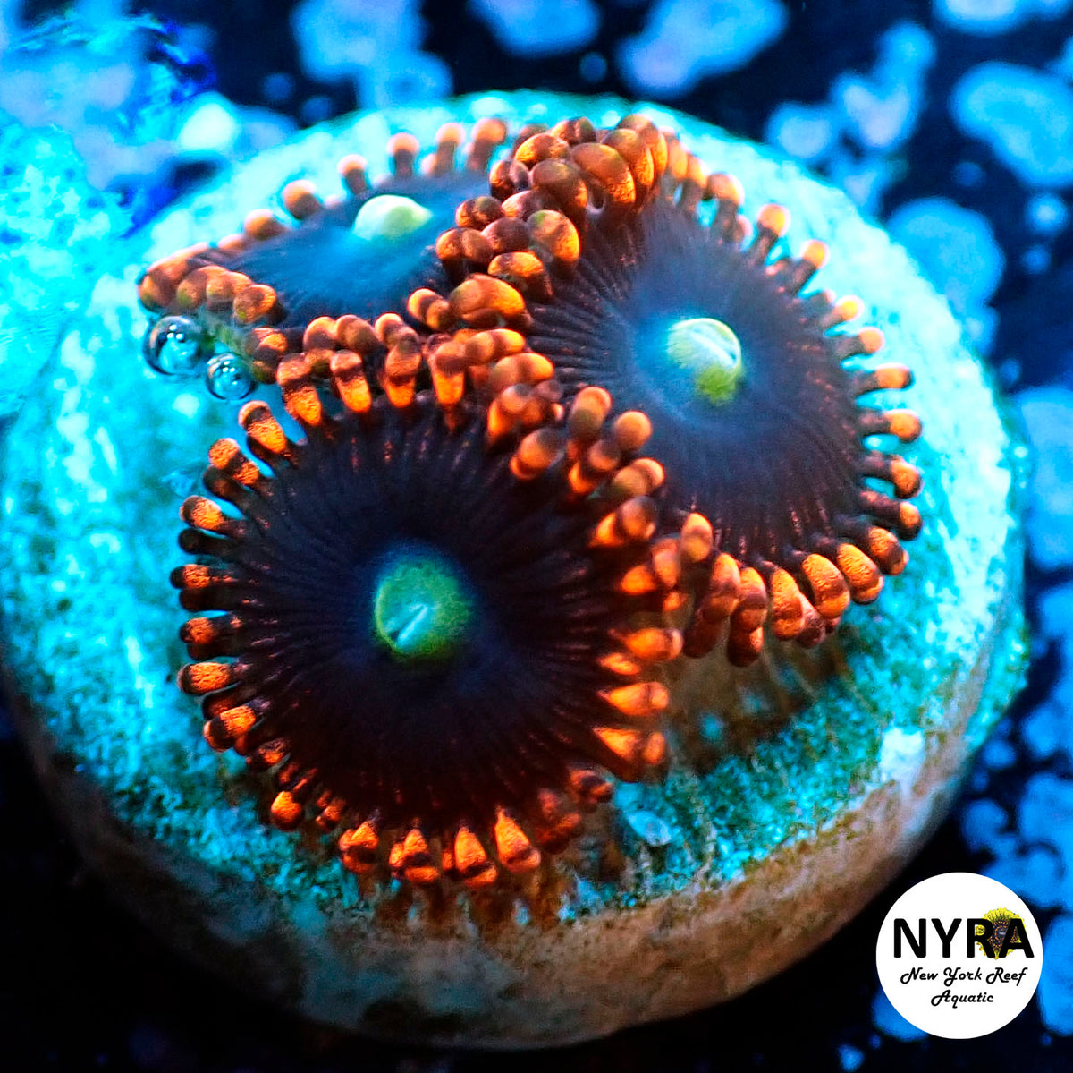 NYRA Thumbelina Zoanthid