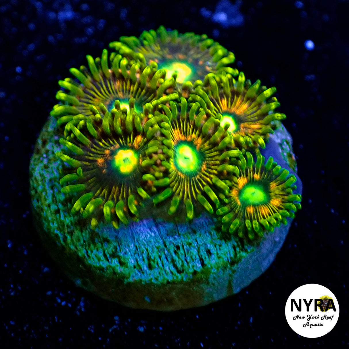 NYRA Thunderbird Zoanthid 4-6 Polyp Frag