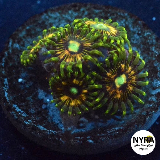 NYRA Thunderbird Zoanthid 3-4 Polyp Frag - SALE PRICE!