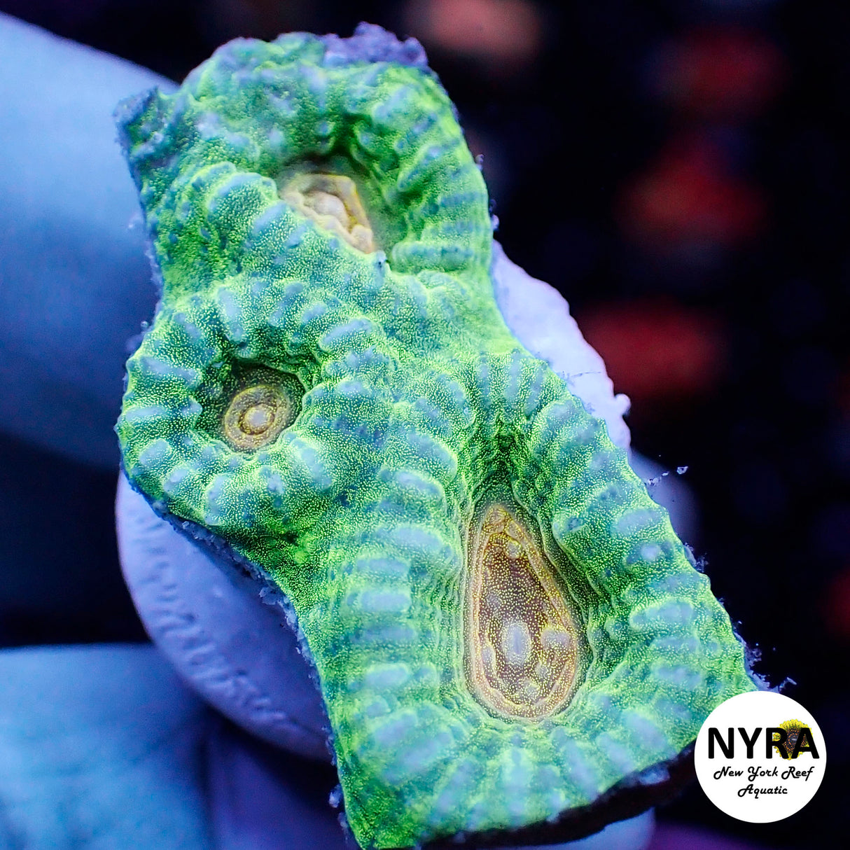 NYRA Toxic Avenger Favia