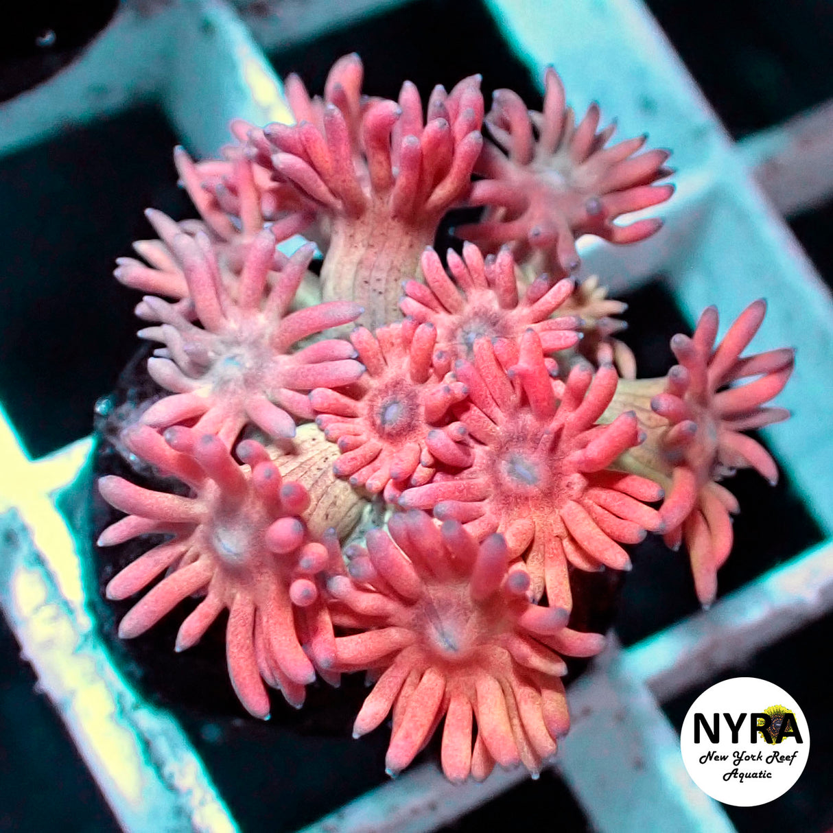 NYRA Trickster Goniopora (Pink Side)