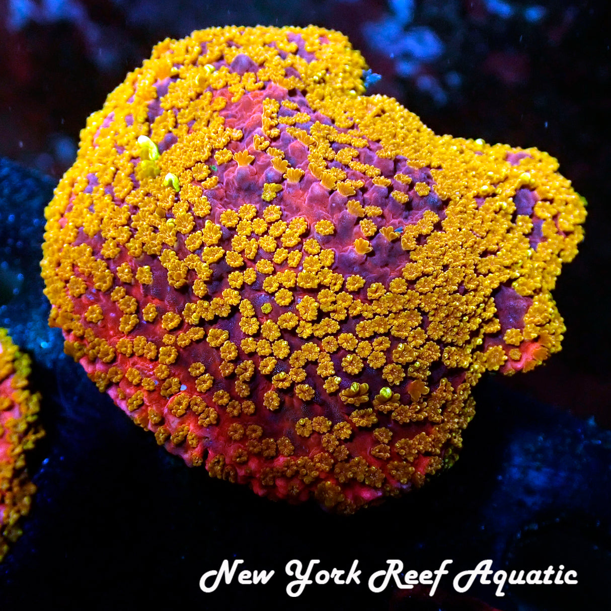 NYRA Tropical Blast Montipora 2in piece
