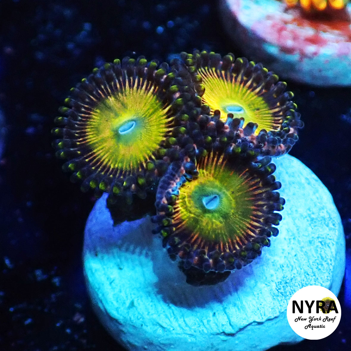 NYRA Tropicana Zoanthid