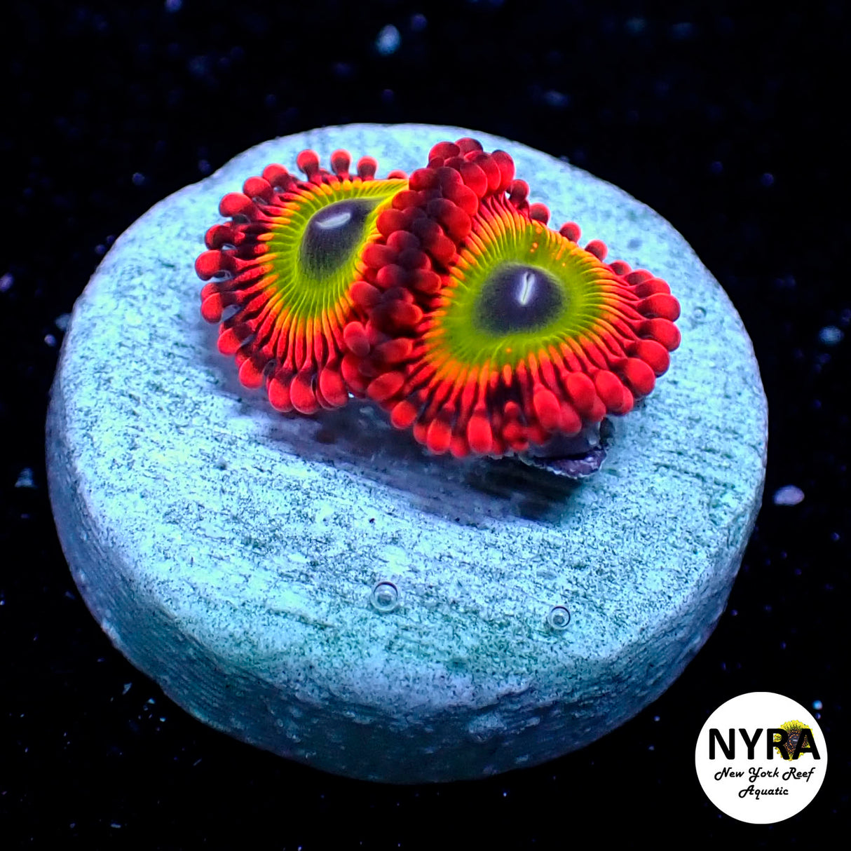 Ultimate Bowser Zoanthids