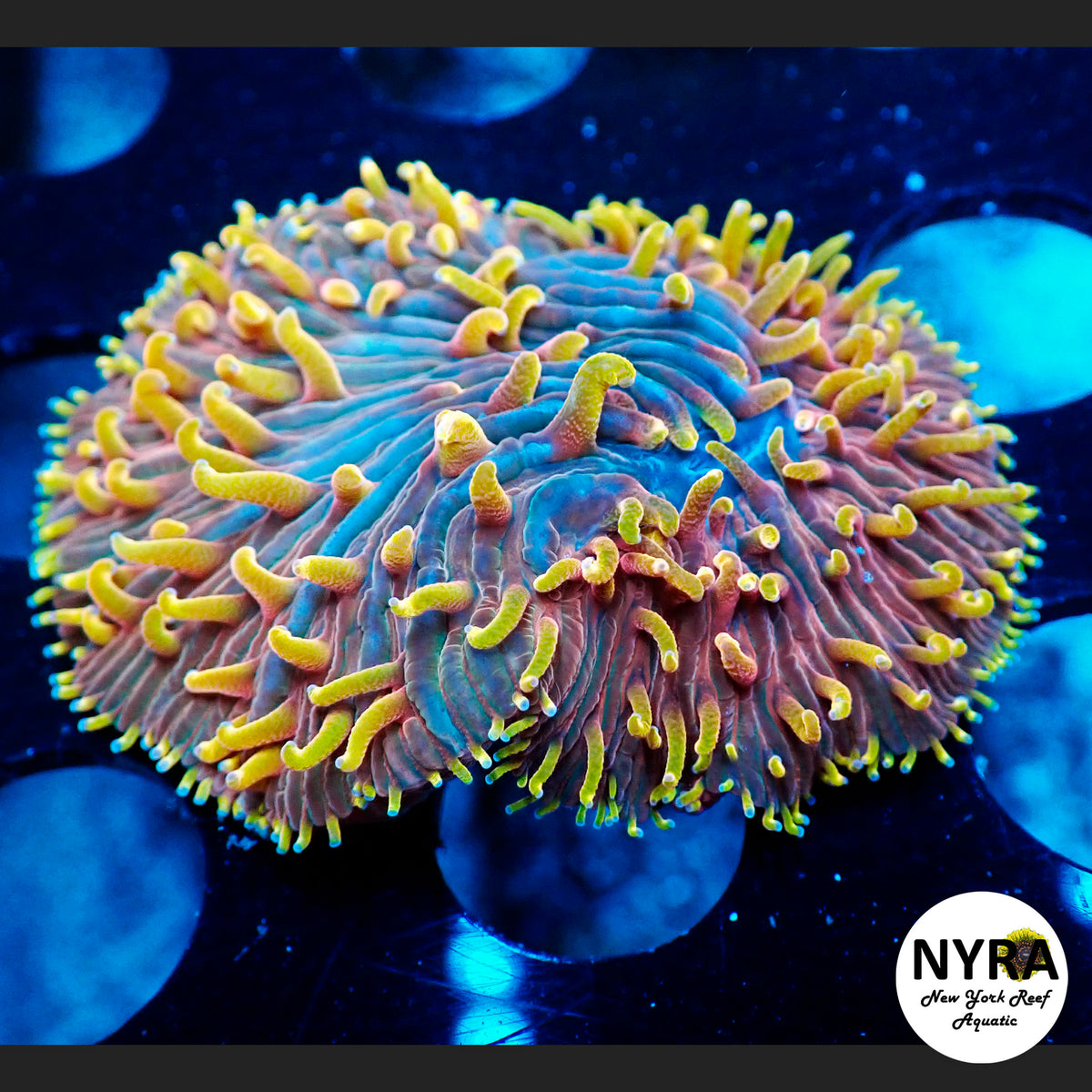 NYRA Unicorn Poop Plate Coral R21C1