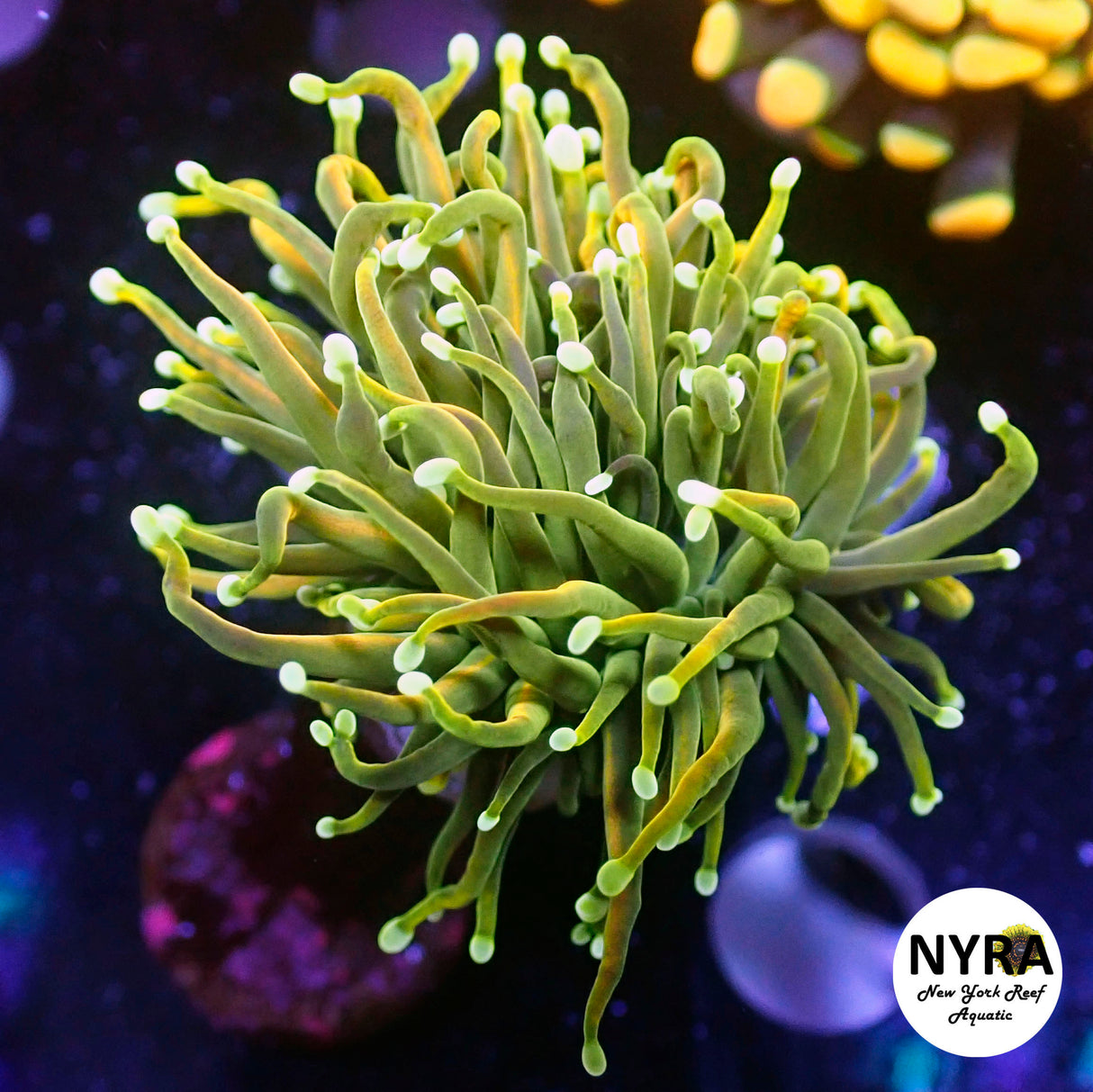 NYRA VIP HG White Tip Torch (Signature Black Label)