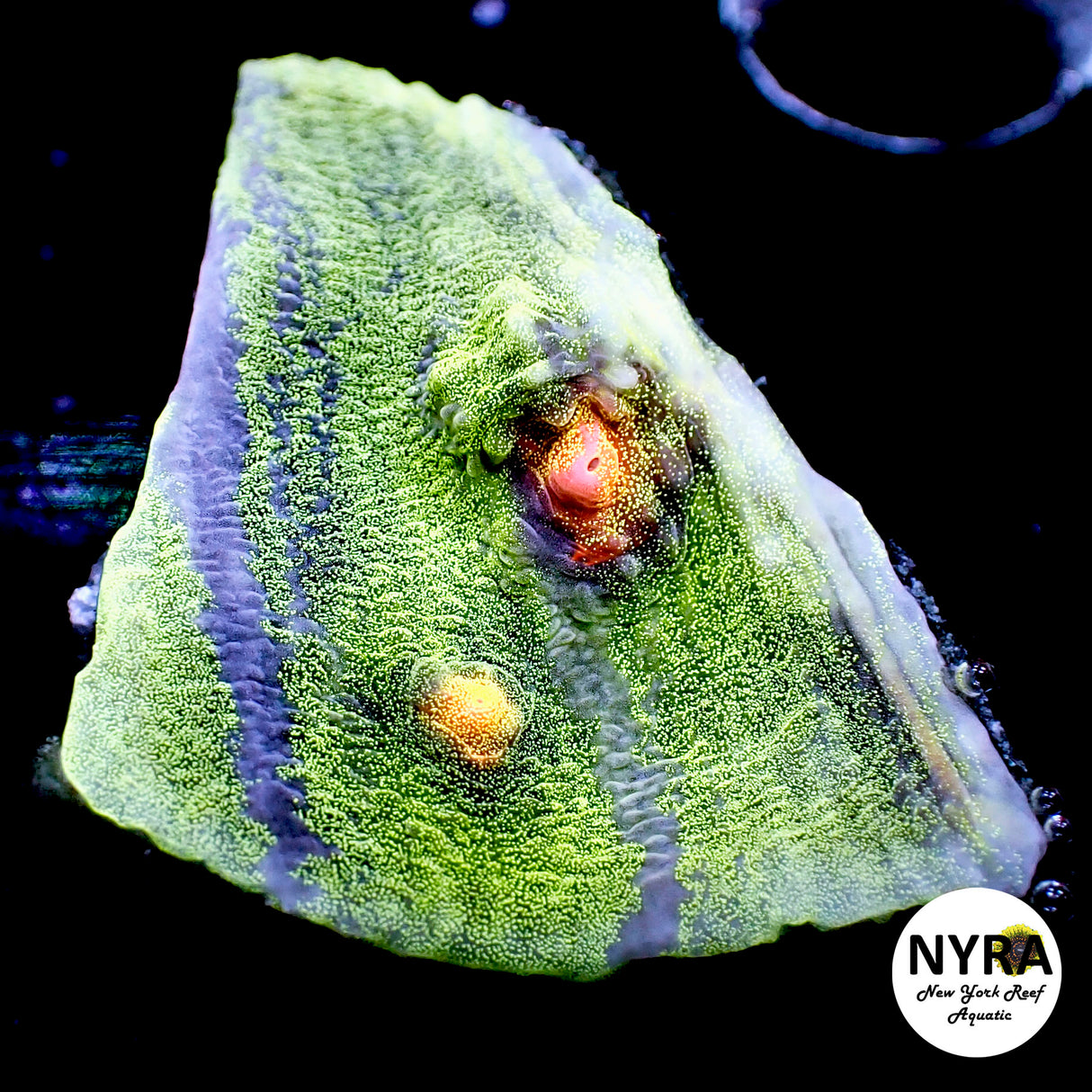 NYRA Wild Child Chalice