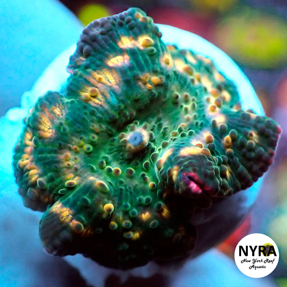 NYRA Warlord Eye Mushroom