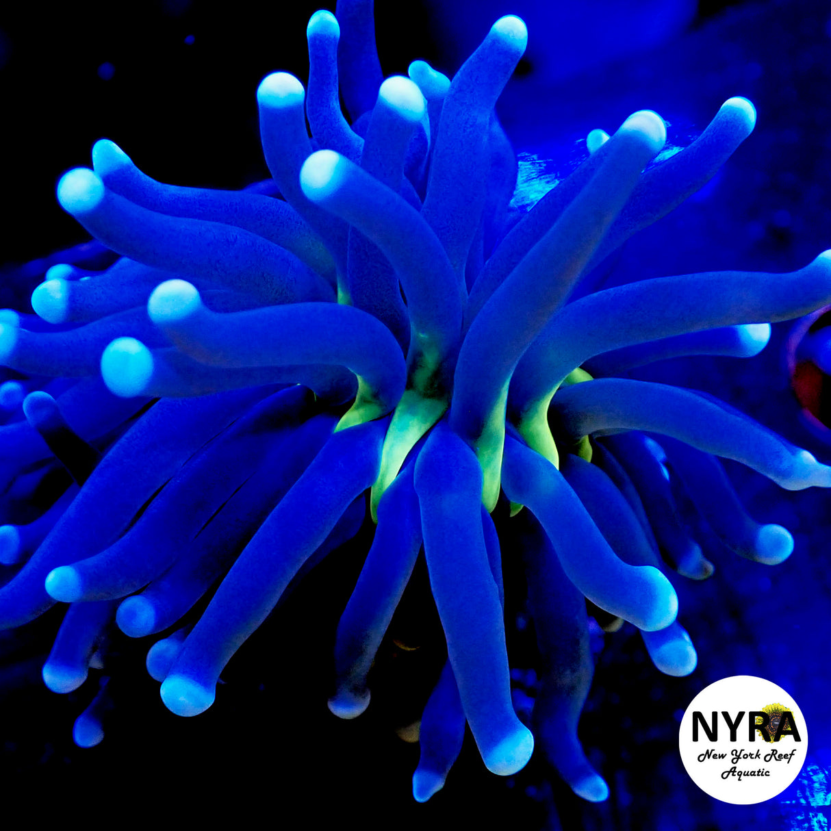 NYRA White Tip Nightlight Torch