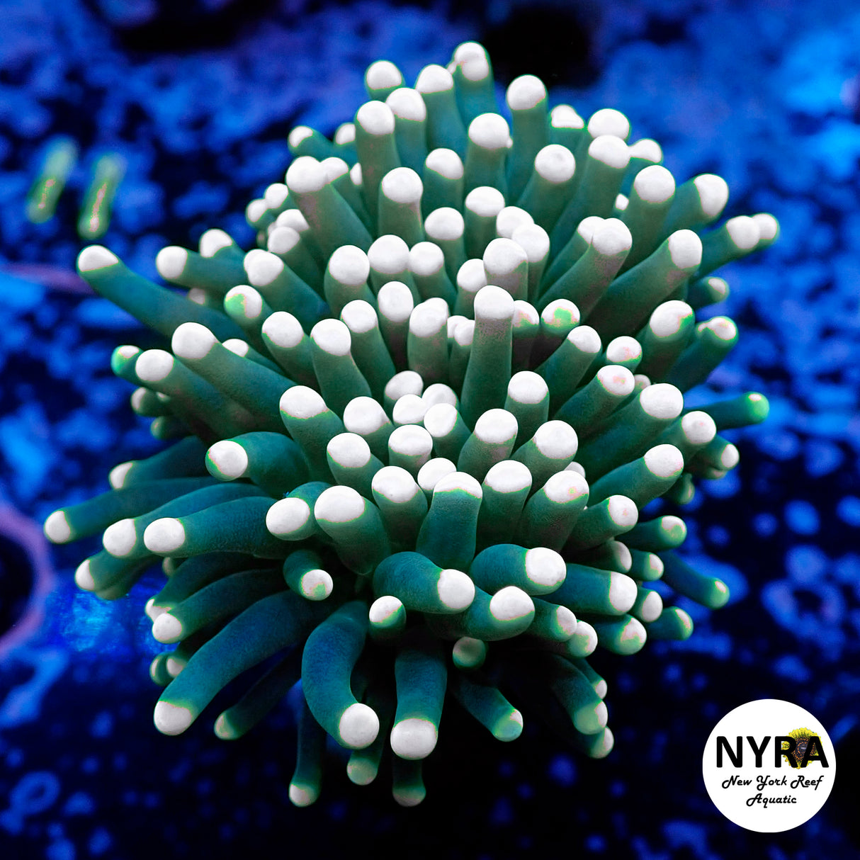 NYRA White Tip Joker Torch N0112