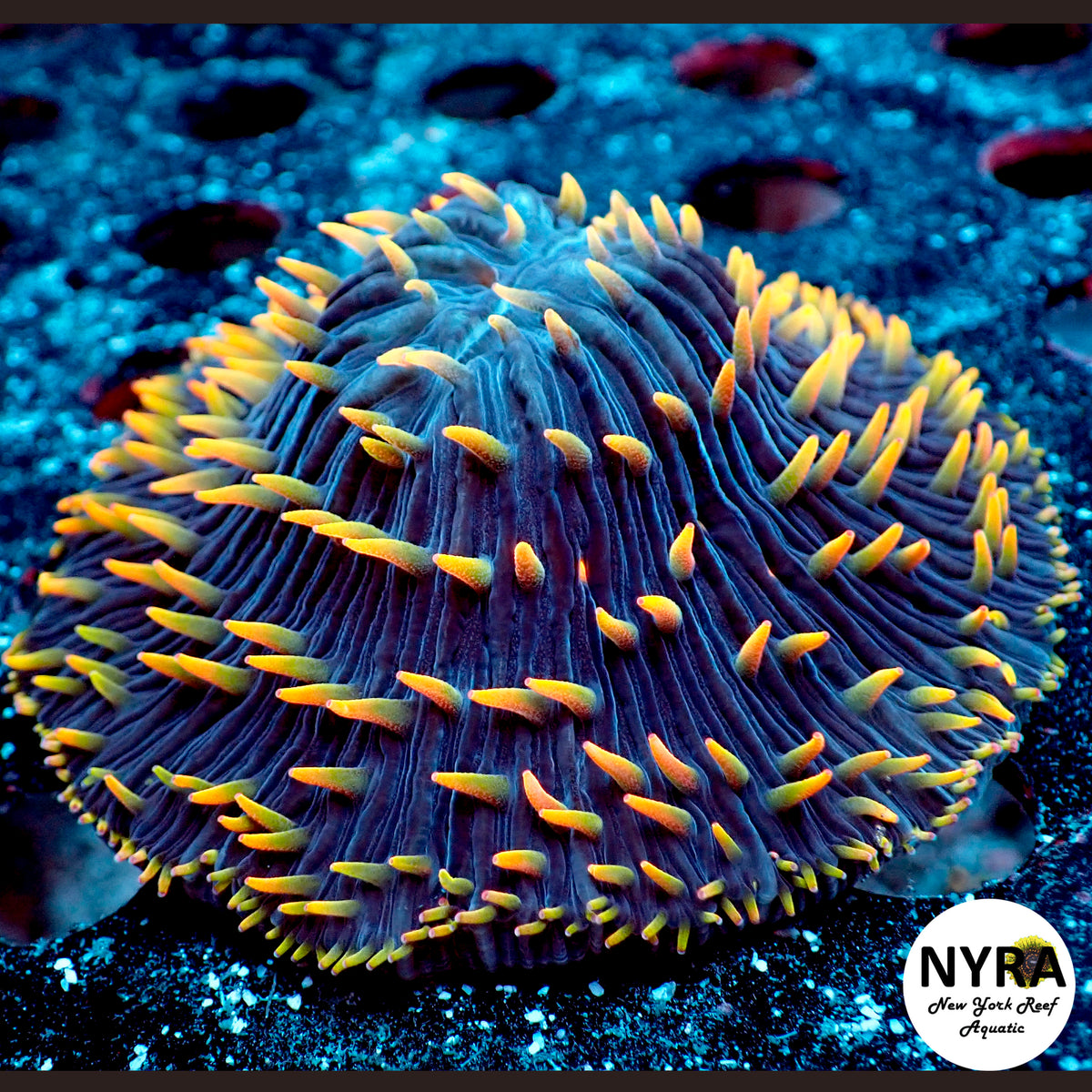 NYRA Wielding Sun Plate Coral R21C3