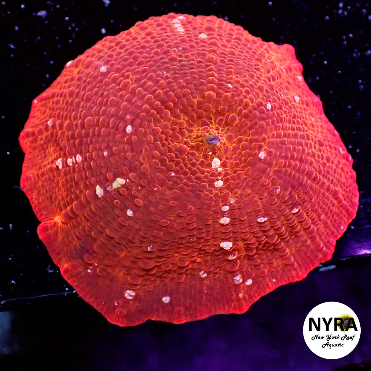 NYRA Wildfire Mushroom