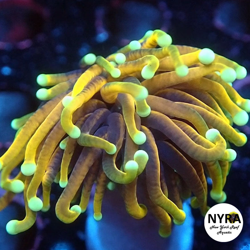 NYRA X Caliber Torch