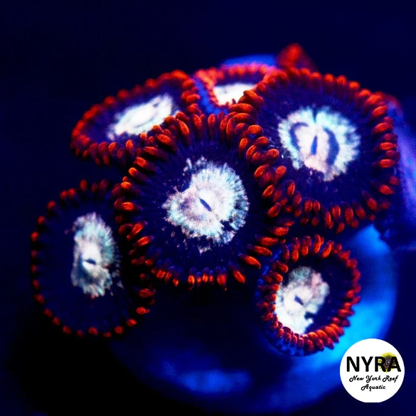 NYRA Zombie Eye Zoanthids