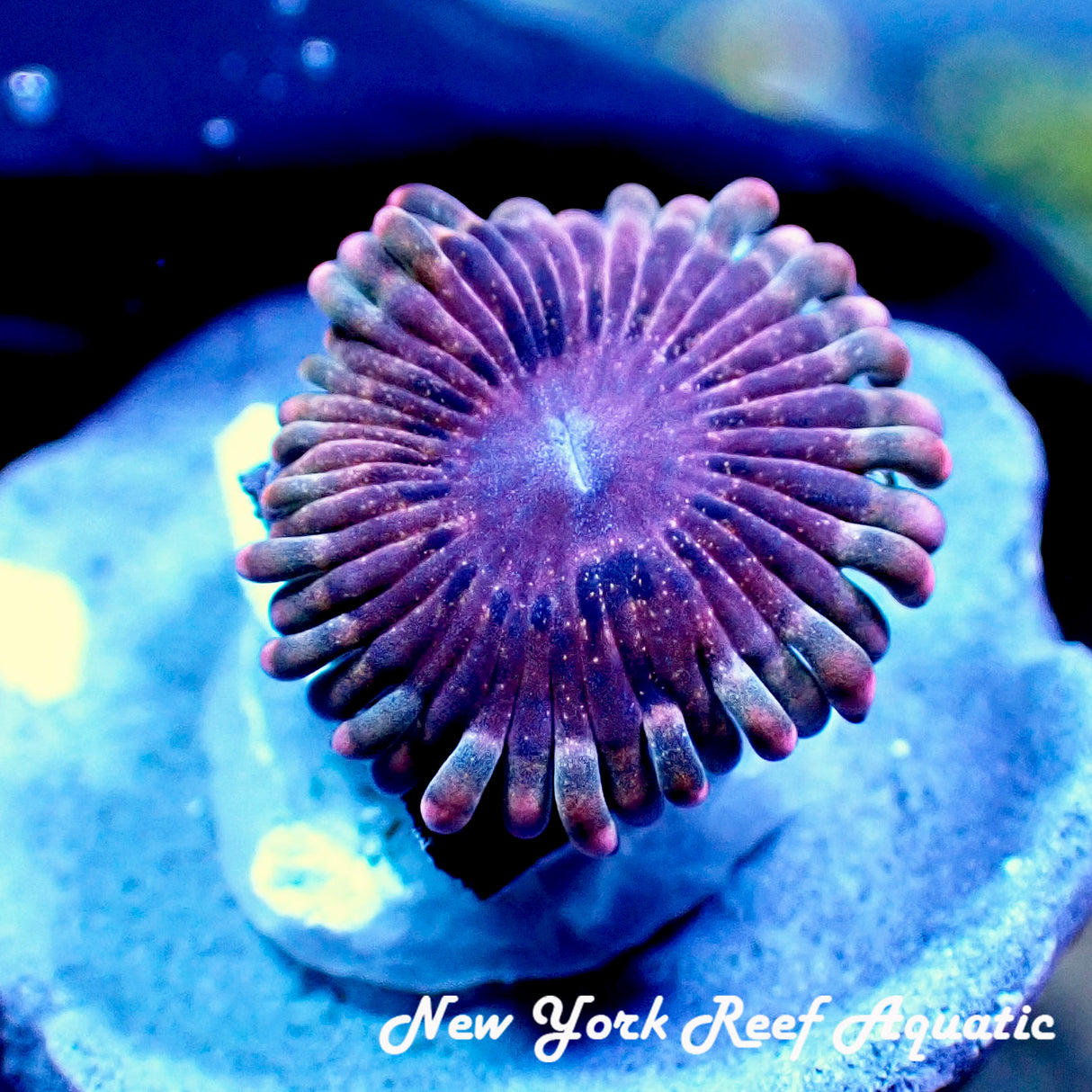 NYRA Nebula Zoanthid