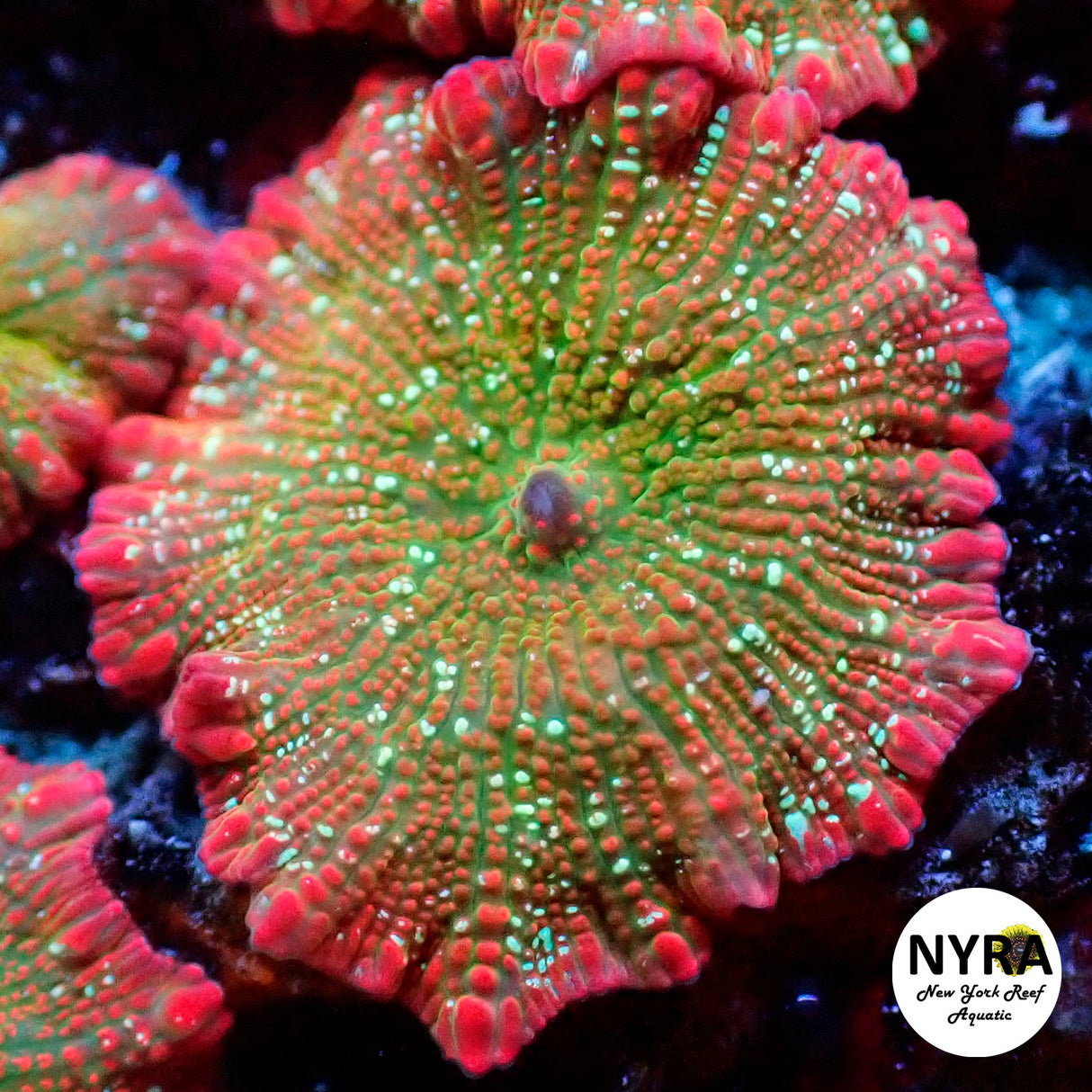 NYRA Tutti Frutti Mushroom