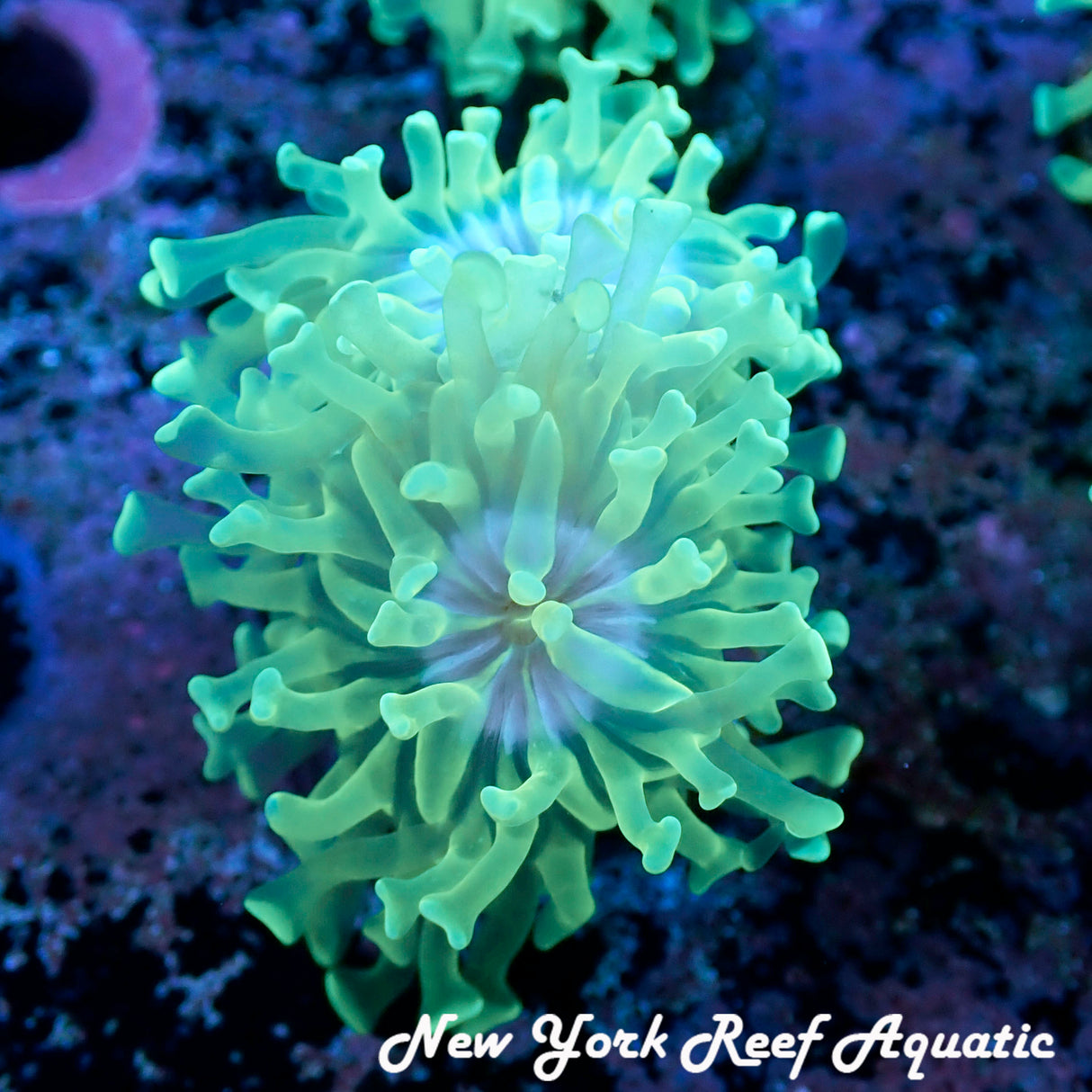 Neon Green Mini Hammer Head