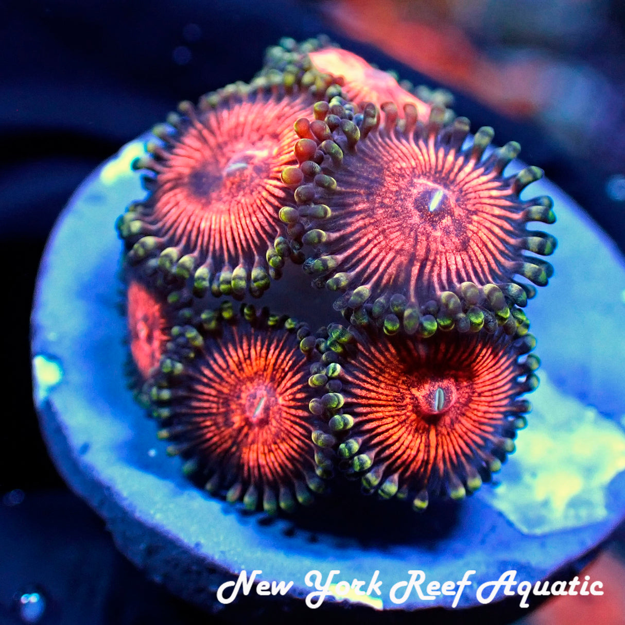 Night Crawler Zoanthid