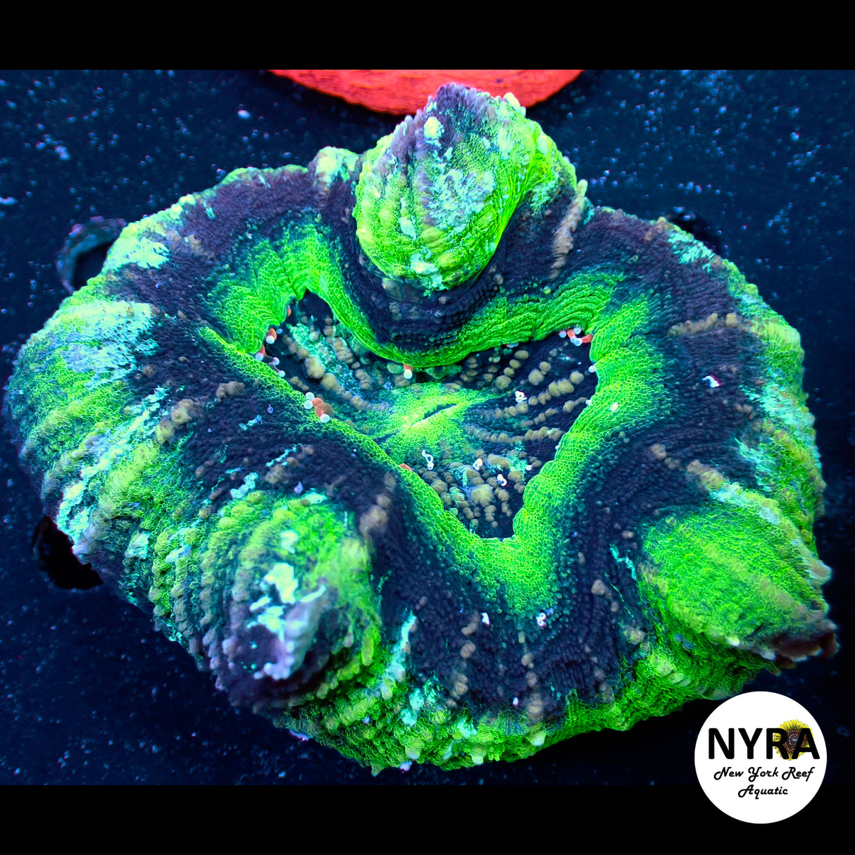 WYSIWYG Nuclear Abyss Trachyphyllia