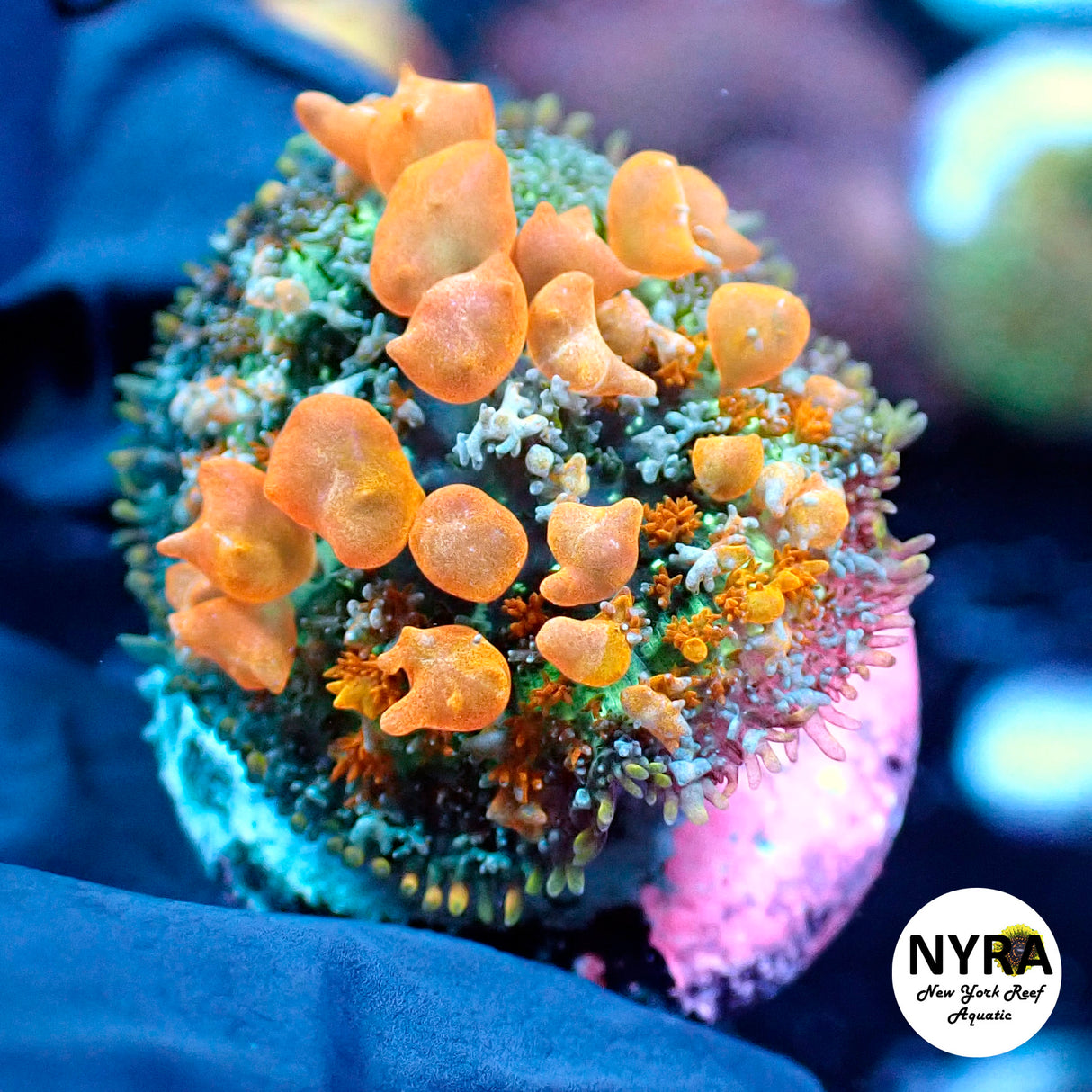 OG Sunkist Bounce Mushroom 1in