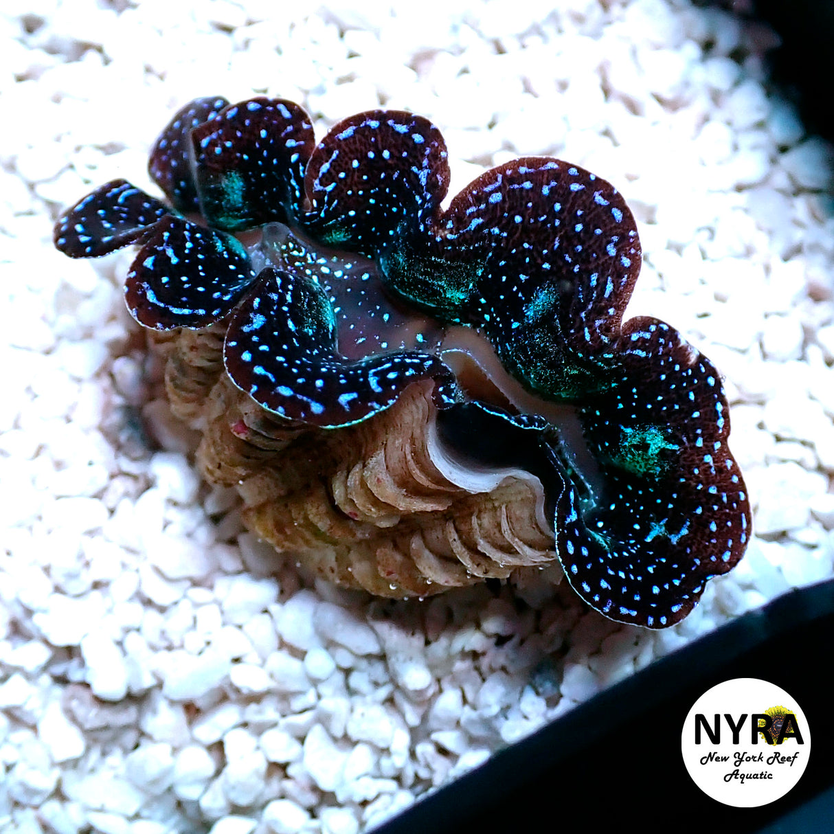 ORA Cultured First Grade Crocea Clam 1.5in D2