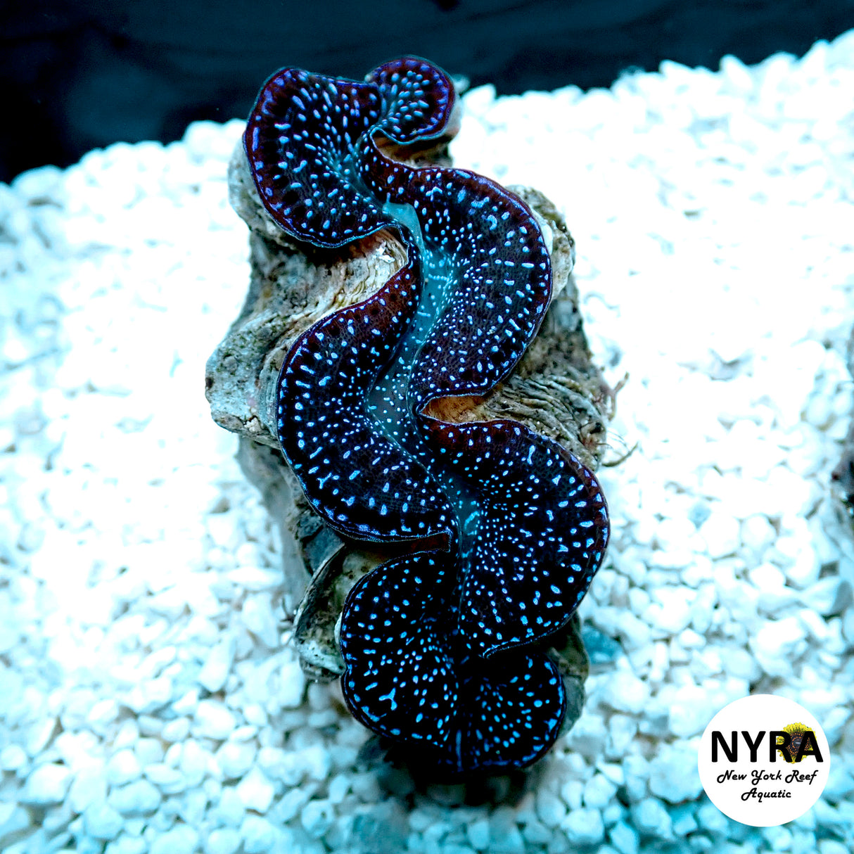 ORA First Grade Maxima Clam 1.5in F1