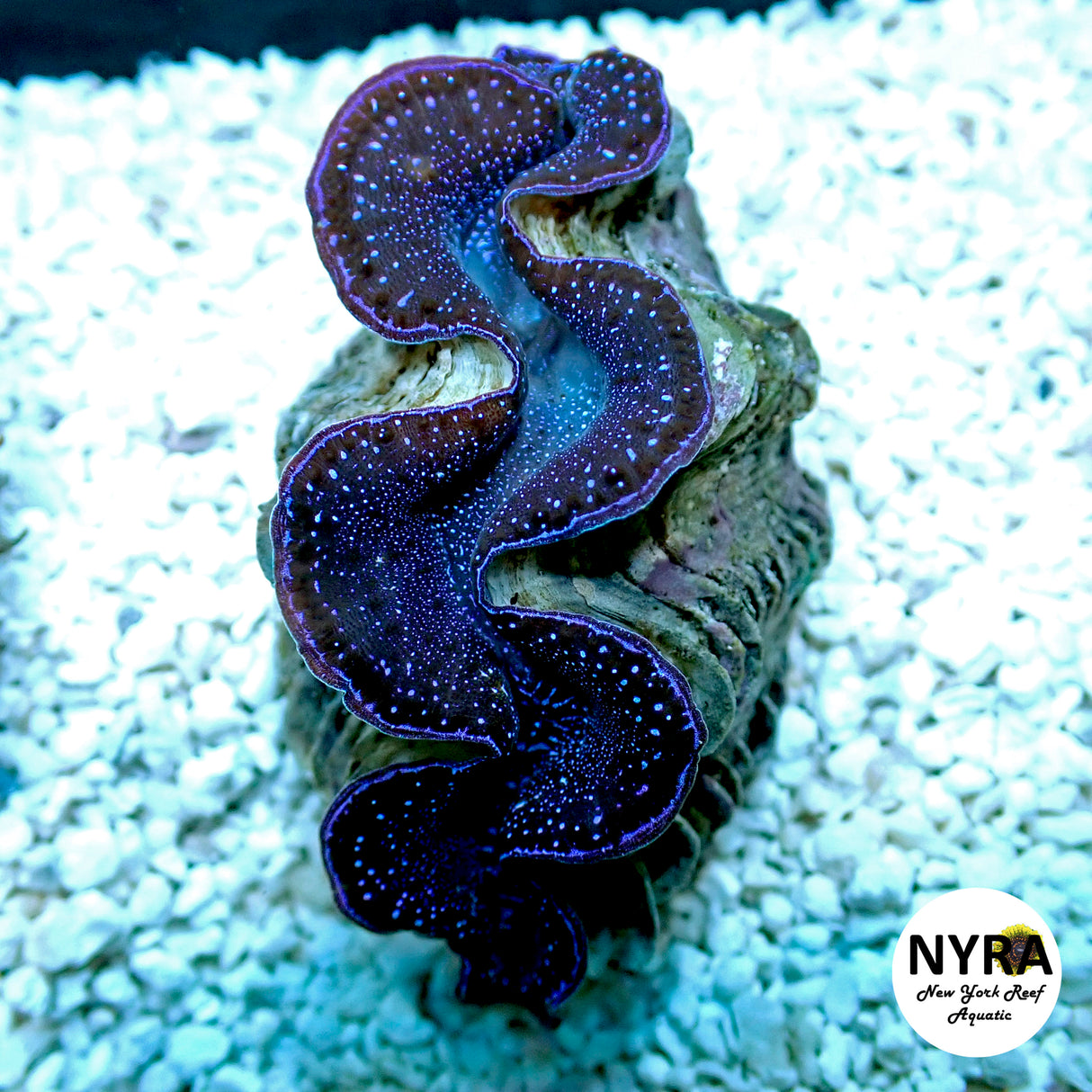 ORA First Grade Maxima Clam 1.5in F2