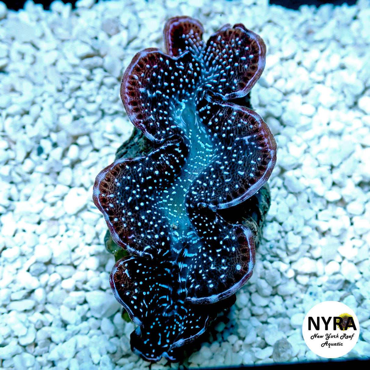ORA First Grade Maxima Clam 1.5in F3