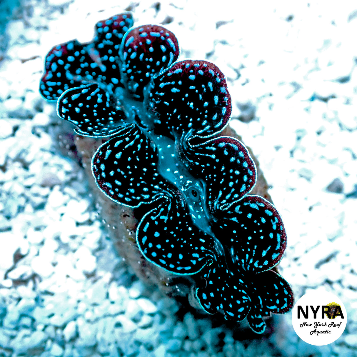 ORA Premium First Grade Crocea Clam 1.5in G1