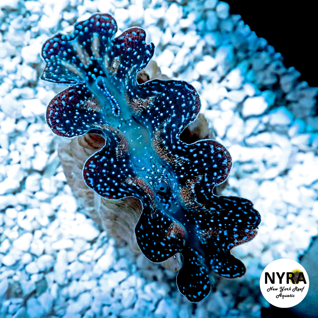 ORA Premium First Grade Crocea Clam 1.5in G2