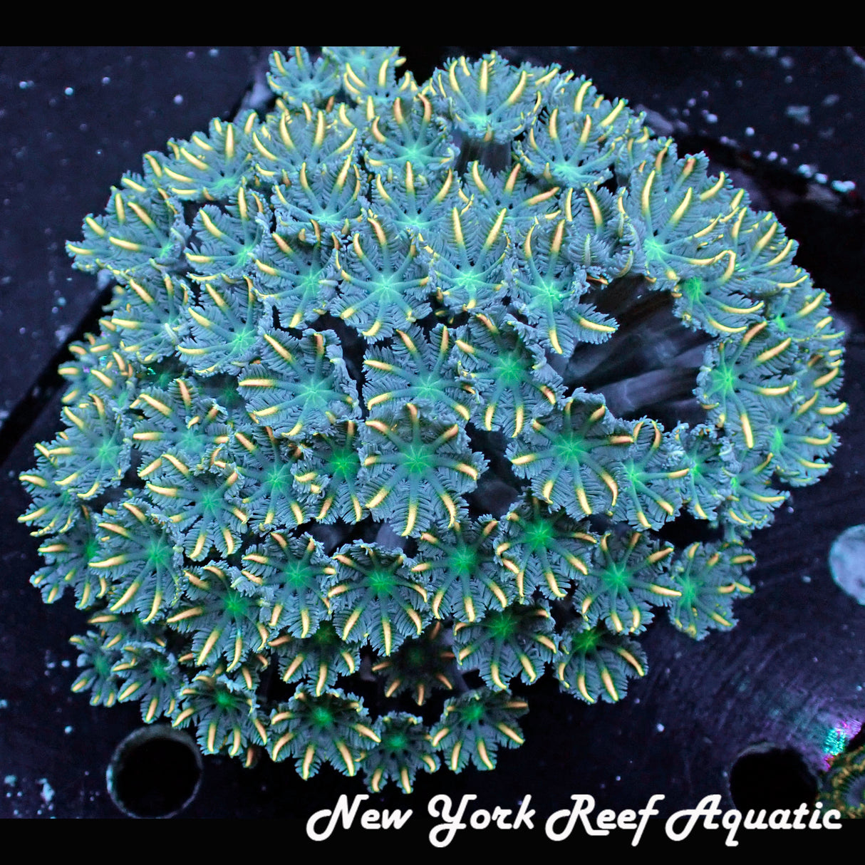 WYSIWYG Orange Blue Clove Polyp Colony 4in