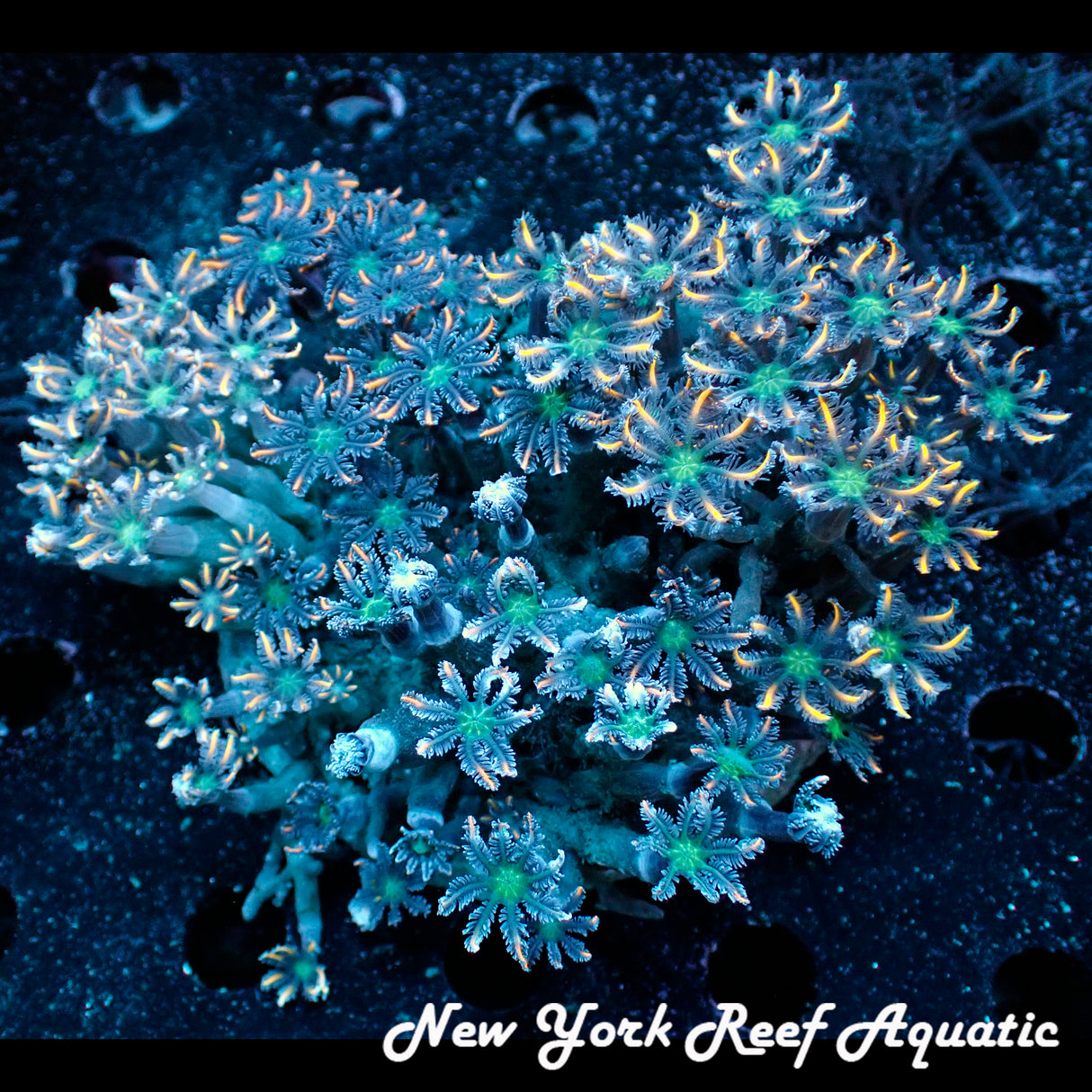 WYSIWYG Orange Clove Polyp Colony
