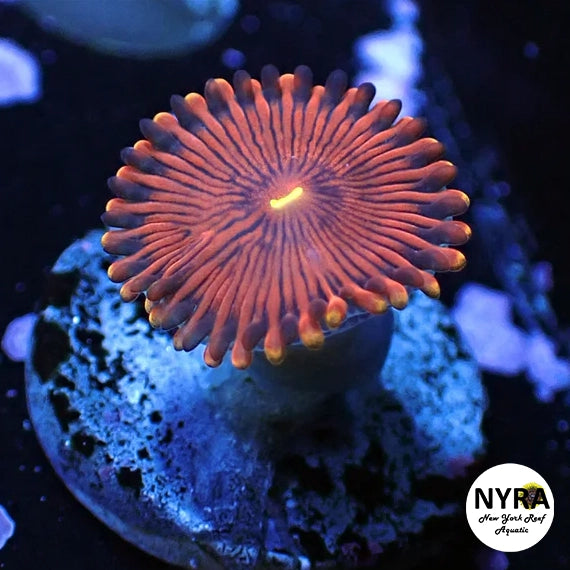 Orange People Eater Zoanthid