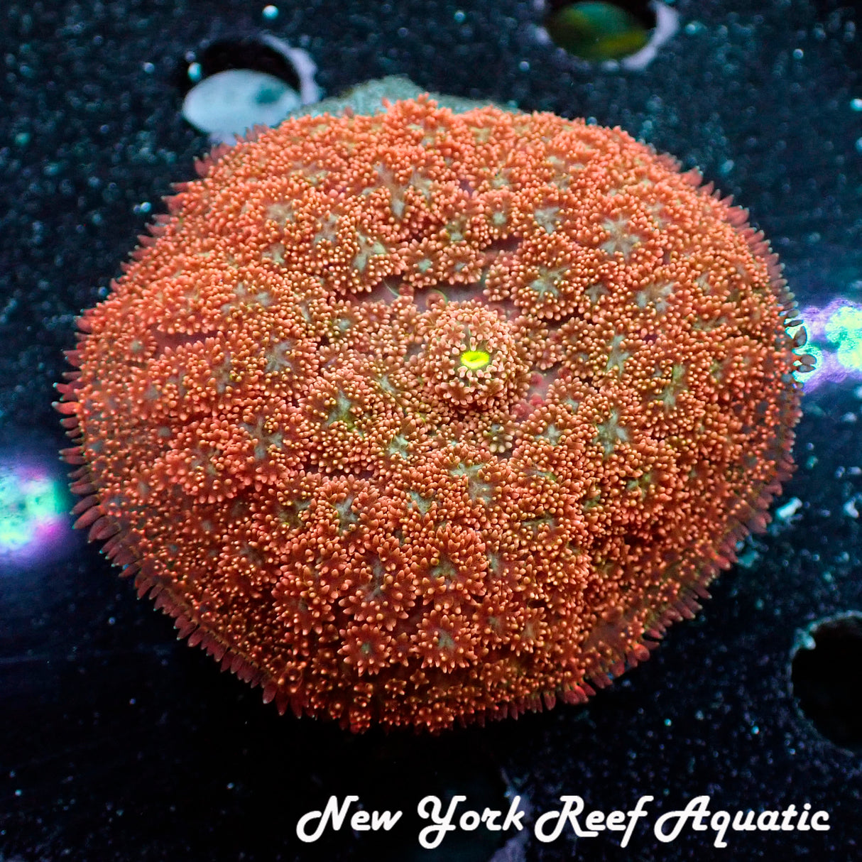 WYSIWYG Orange and Pink Hue Pin Cushion Bounce Mushroom