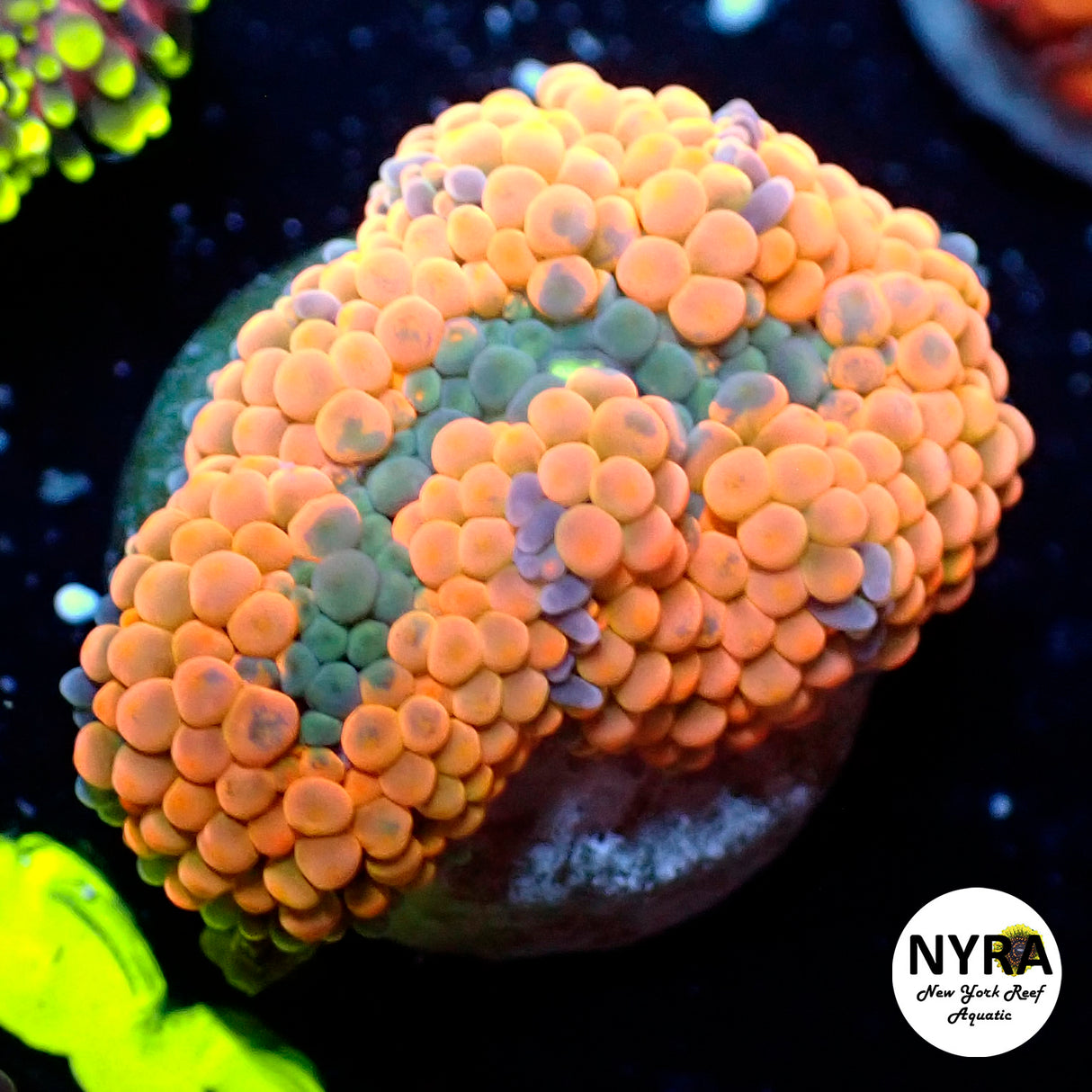 NYRA Orange Ricordea Yuma