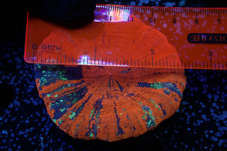 WYSIWYG Orange Splatter Scoly