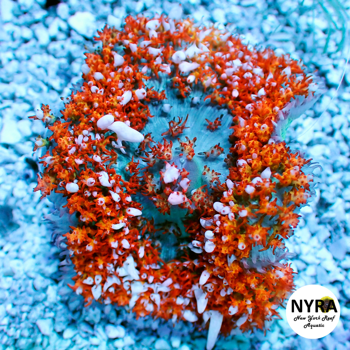 Orange St Thomas Mushroom 2.5in fully open - WYSIWYG