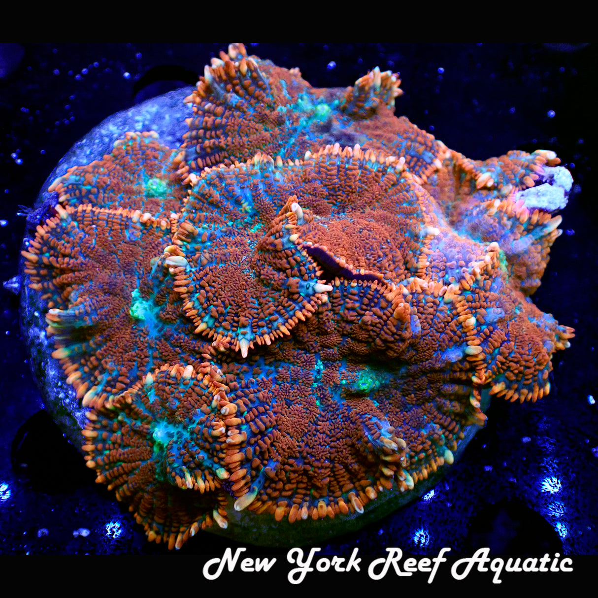 WYSIWYG Orange Superman Rhodactis Mushroom Plate