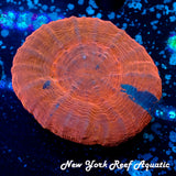 WYSIWYG Orange Blue Stripe Scoly MD