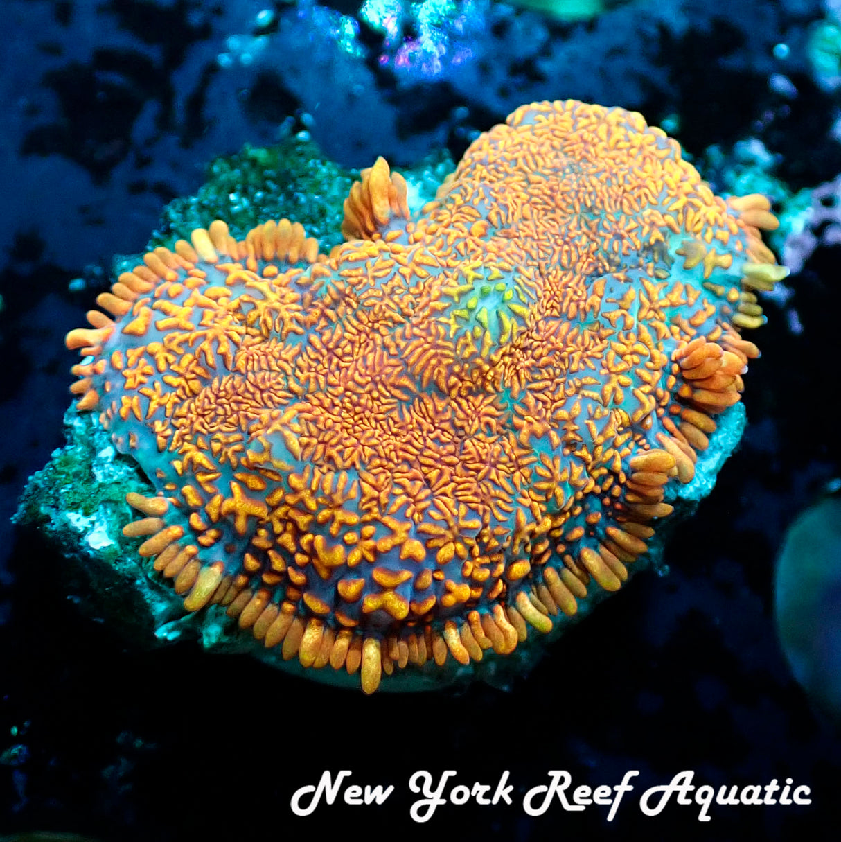 Orange Superman Rhodactis Mushroom