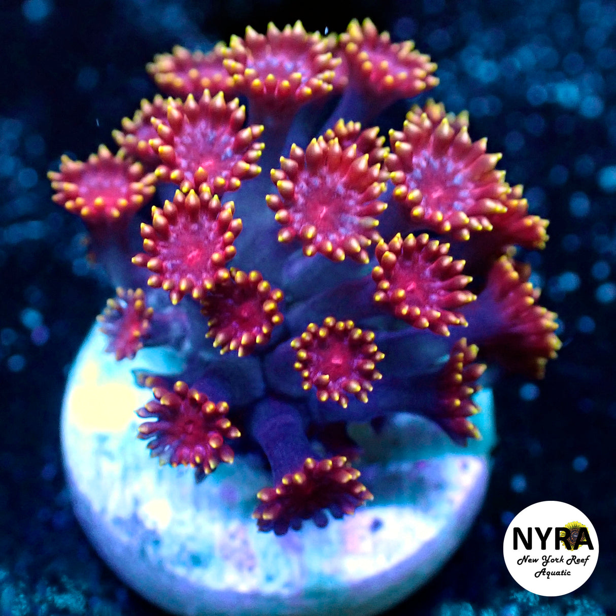 NYRA Pink Cadillac Goni