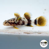 Paddle Fin Goby (Rare Limited)