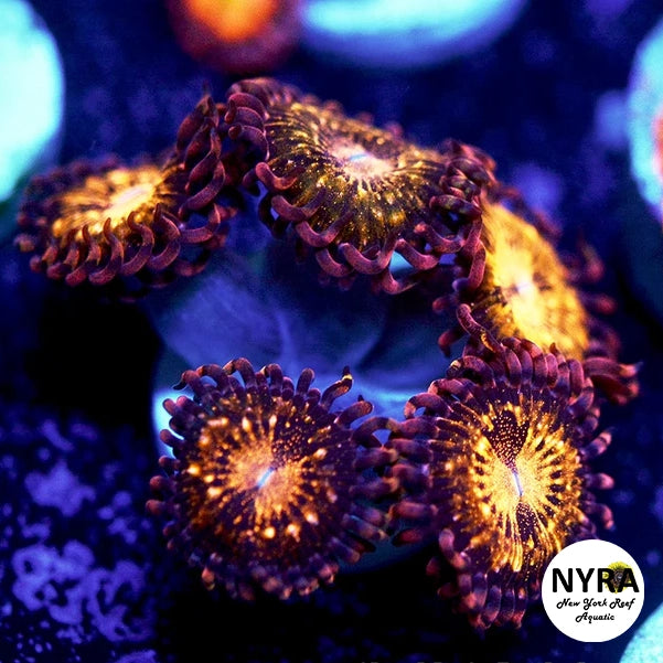 Pandora Zoanthids 4-6 Polyp Frag