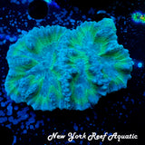 WYSIWYG Pastel Blue Platygyra